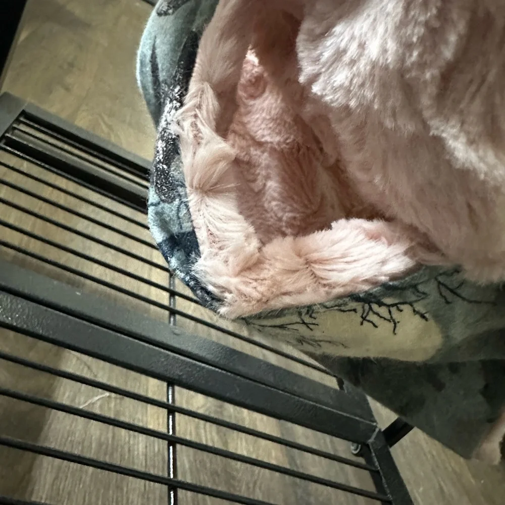 ferret/rat hammock